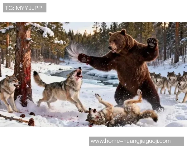 狼与棕熊的生存斗争探秘自然界中的强者对决与生态平衡